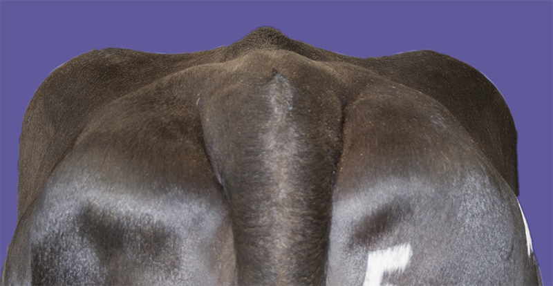 Rear view of a dairy cow showing moderate fat cover around the tailhead.